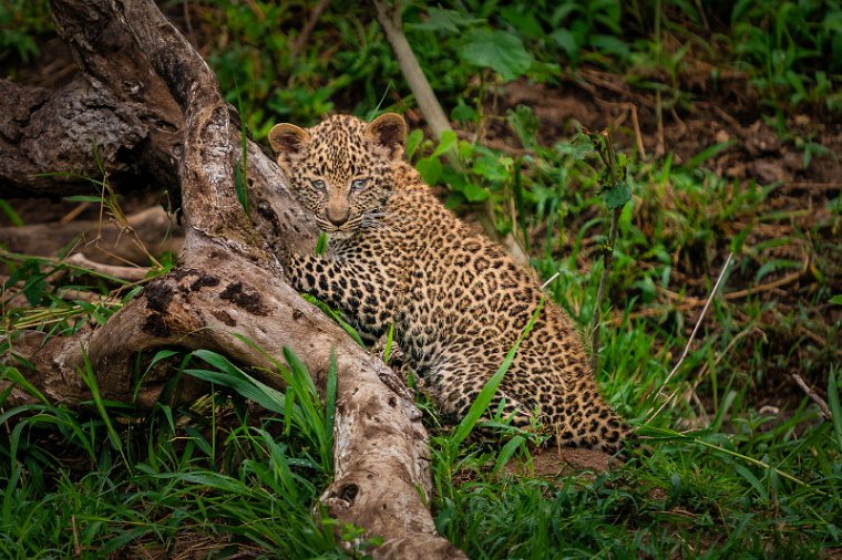 063 Masai Mara, luipaard.jpg